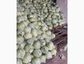 Зображення для оголошення Продам капусту Сторідор