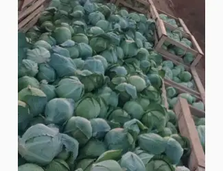 Зображення для оголошення Капуста зимня
