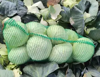 Зображення для оголошення Продам капусту Агресор оптом