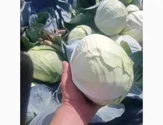 Зображення для оголошення Продам капусту агрессор та буряк пабло 0688386670