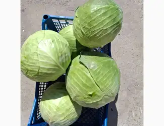 Зображення для оголошення Продам капусту