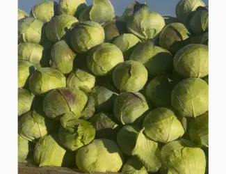 Зображення для оголошення Продам капусту з поля Терміново сорт агресор