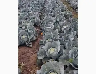 Зображення для оголошення Продам капусту
