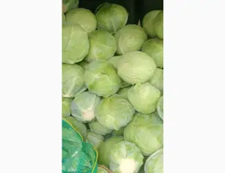 Зображення для оголошення Капуста