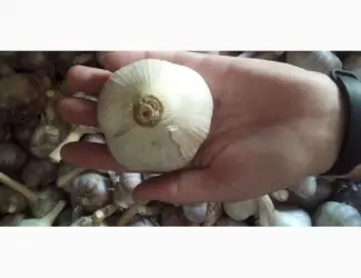 Зображення для оголошення Продам часник