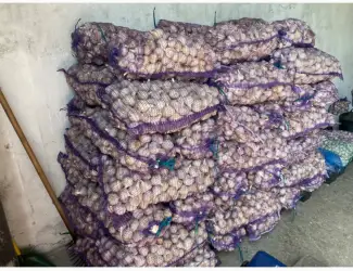 Зображення для оголошення Продам часник озимий