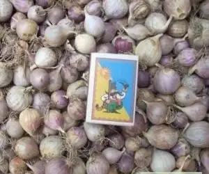Зображення для оголошення Продам семена озимого чеснока (воздушка