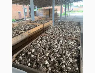 Зображення для оголошення Продаж часнику