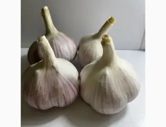 Зображення для оголошення Продам часник сорт любаша 4+ 5+ 6