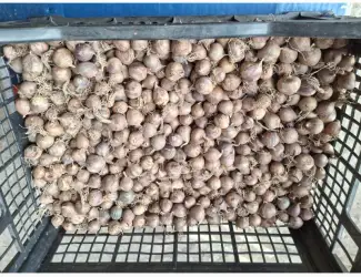 Зображення для оголошення Продам часник