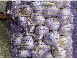 Зображення для оголошення Продам часник Любаша опт