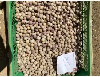 Зображення для оголошення Продам однозубку часнику Любаша