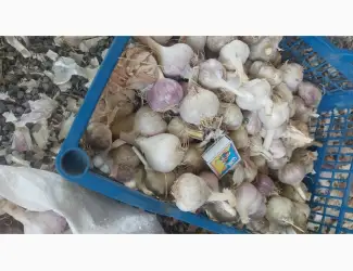 Зображення для оголошення Продам товарний часник