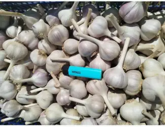 Зображення для оголошення Продам часник домашній