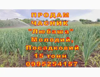 Зображення для оголошення 15 тонн ПРОДАМ ЧАСНИК Любаша Молодий Посадковий Товарний Озимий Чеснок Garlic
