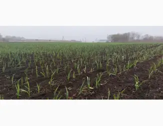 Зображення для оголошення Продам часник
