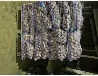Зображення для оголошення Продам насіння картоплі Мелоді