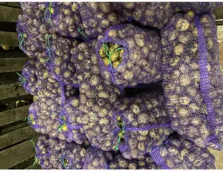 Зображення для оголошення Продам семена Ривьера