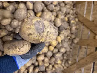 Зображення для оголошення Продажа бюджетної картоплі