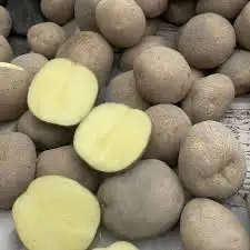 Зображення для оголошення Насіннєва картопля Рів’єра