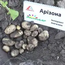 Зображення для оголошення Насіннєва картопля Арізона Київська область купити якісну