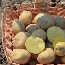 Зображення для оголошення Посадкова картопля Рів’єра Харківська область купити з доставкою