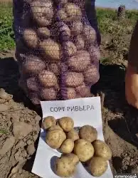Зображення для оголошення Посадкова картопля Рів’єра Дніпропетровська область купити