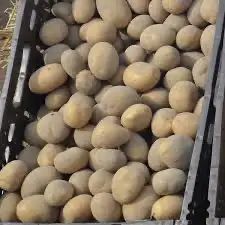 Зображення для оголошення Посадкова картопля Арізона Чернівецька область купити вигідно