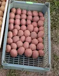 Зображення для оголошення Посадкова картопля Беллароза Волинська область купити вигідно