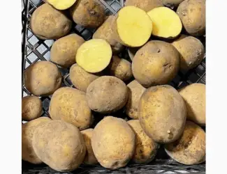Зображення для оголошення Продам насіннєву посадкову картоплю сорту Рівʼєра. 1 і 2 репродукція