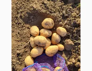 Зображення для оголошення Продам насіння картоплі сорту Арізона. 1