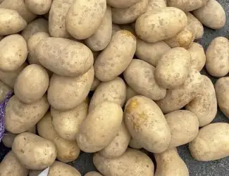 Зображення для оголошення Насіннєва картопля Королева Анна 1-2 репродукція