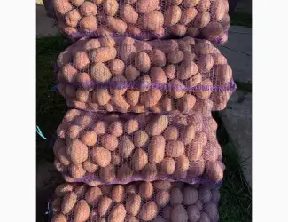 Зображення для оголошення Продам насінневу картоплю сорт Біларосса