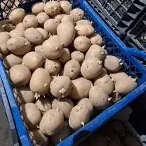 Зображення для оголошення Арізона насіннєва картопля 1-2 репродукція
