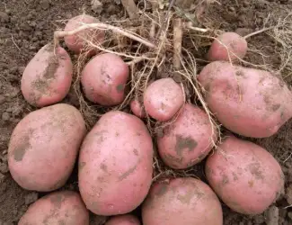 Зображення для оголошення Семенной картофель Беллароза 1-2 репродукция