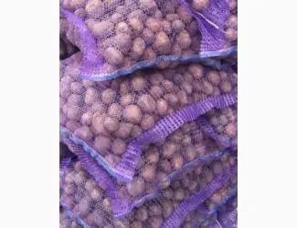 Зображення для оголошення Беллароза насіннєва картопля 1-2 репродукція