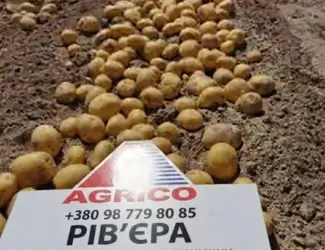 Зображення для оголошення Насіннєва картопля Рів’єра 1-2 репродукція оптом від 5 тонн