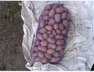 Зображення для оголошення Ред Соня