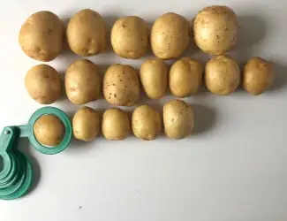 Зображення для оголошення Продам картоплі Гала партіями 24 тони від фермера