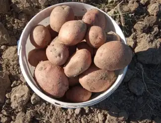 Зображення для оголошення Продам картоплю сорту Беллароза