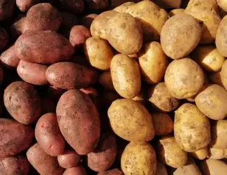 Зображення для оголошення Продаж картоплі червоних та білих сортів