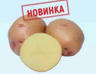 Зображення для оголошення ФХ реалізує насіння картоплі