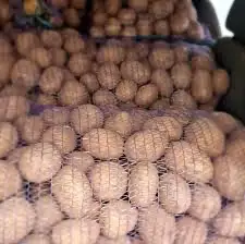 Зображення для оголошення Купуємо картоплю на гурт / Оптова закупка картофеля від 10 т