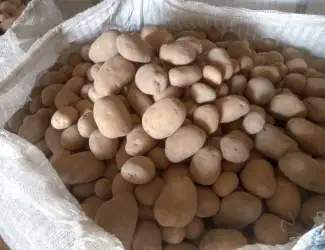 Зображення для оголошення Продам товарный картофель в биг бэгах 1000 кг. Цена з ПДВ