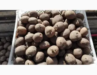 Зображення для оголошення Продам оптом посадкову картоплю