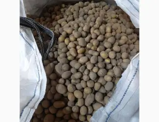 Зображення для оголошення Продам насіннєву картоплю Раномі