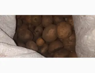 Зображення для оголошення Продам дрібну картоплю