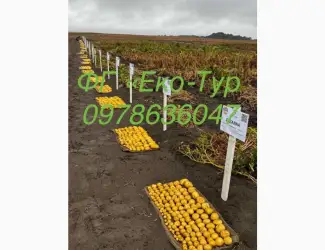 Зображення для оголошення Продам насіння картоплі