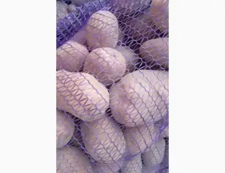 Зображення для оголошення Продам Картоплю Сорт Бела роса. Коріна