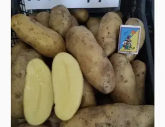 Зображення для оголошення Продам картопля гуртом разных сортів